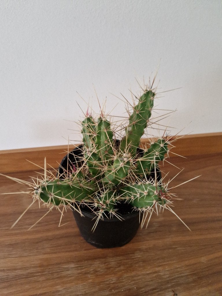 Echinocereus Pentalophus, Ophalen of Verzenden, Overige soorten, Volle zon, Minder dan 100 cm