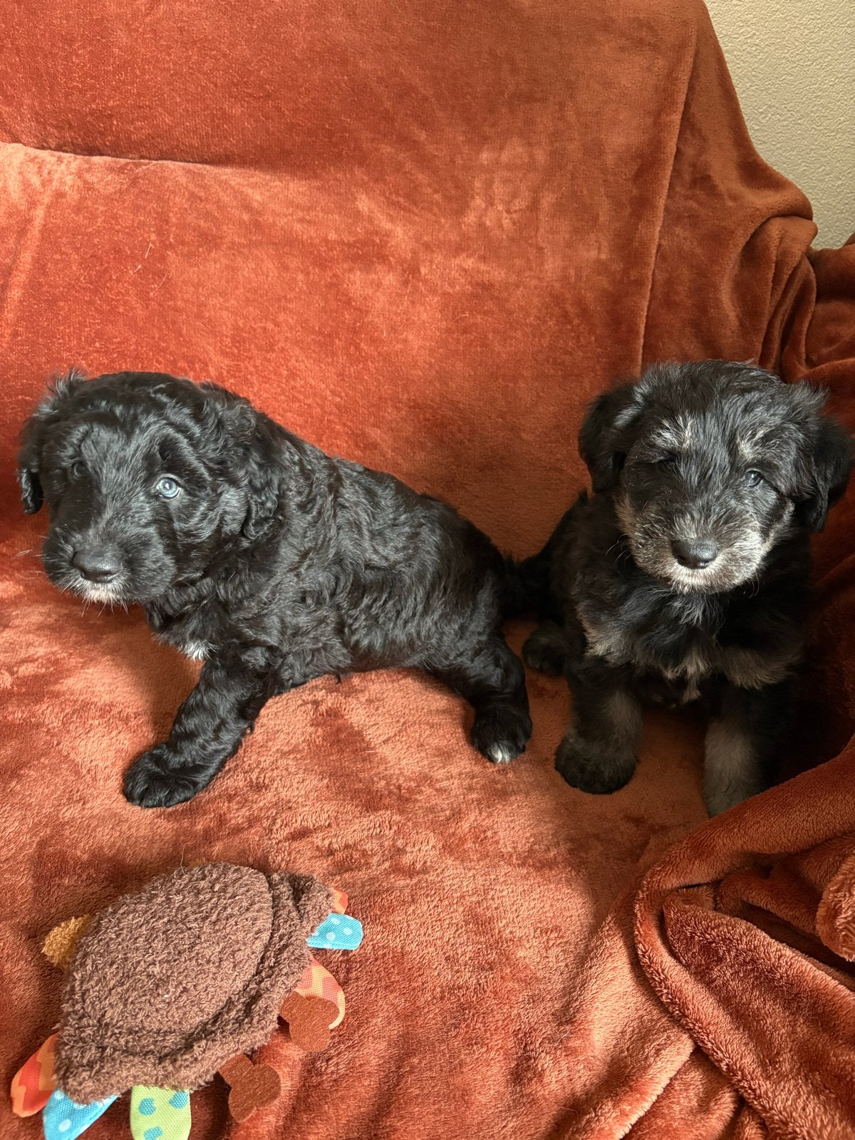 Pups met doodle look (kruising poedel-pomsky) MOGEN AL WEG, Dieren en Toebehoren, 8 tot 15 weken, Meerdere, Meerdere dieren, CDV (hondenziekte)