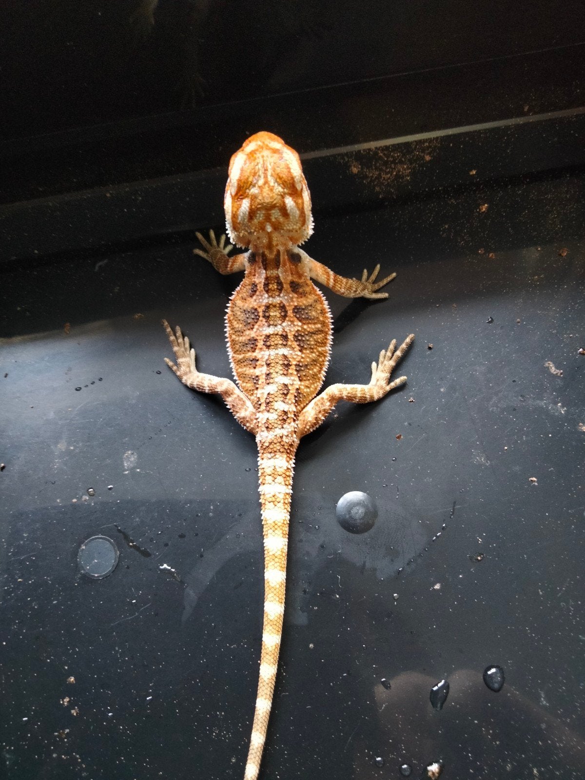 0.0.5 baardagamen - pogona vitticeps, Dieren en Toebehoren, Reptielen en Amfibieën, Hagedis, Tam, 0 tot 2 jaar