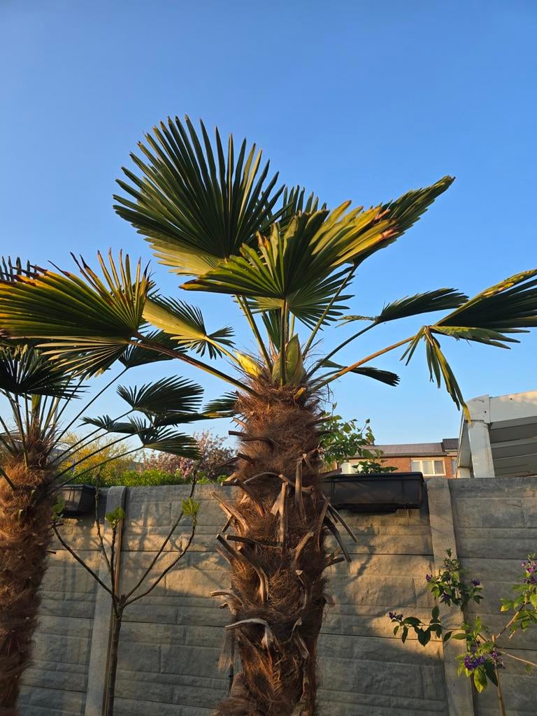 Mooi gezonde Trachycarpus Wagnerianus palmboom, Overige soorten, Volle zon, Vaste plant, Ophalen of Verzenden