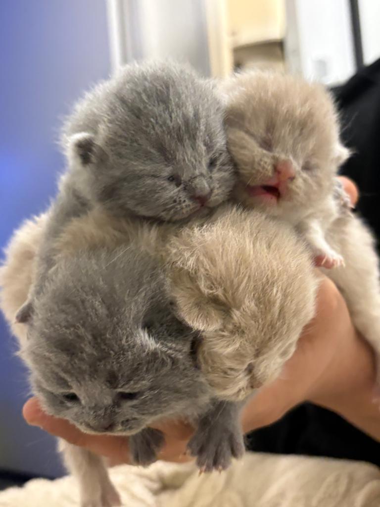 Britse langhaar- en korthaarkatten, grijs en lillac beschikb, Dieren en Toebehoren, Katten en Kittens | Overige Katten, Poes