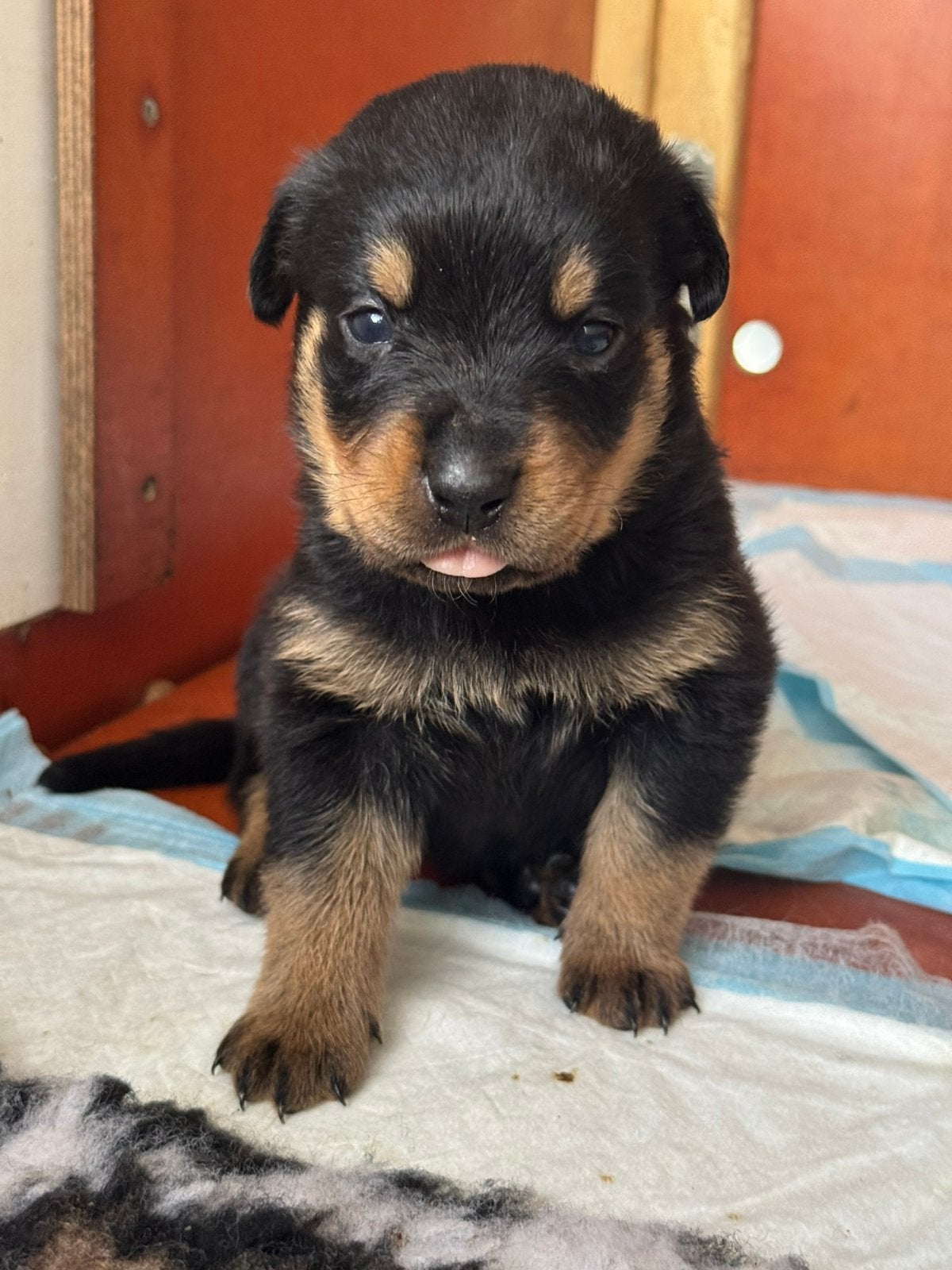 Prachtige rottweiler pups, 8 tot 15 weken, Meerdere, Meerdere dieren, Rottweiler