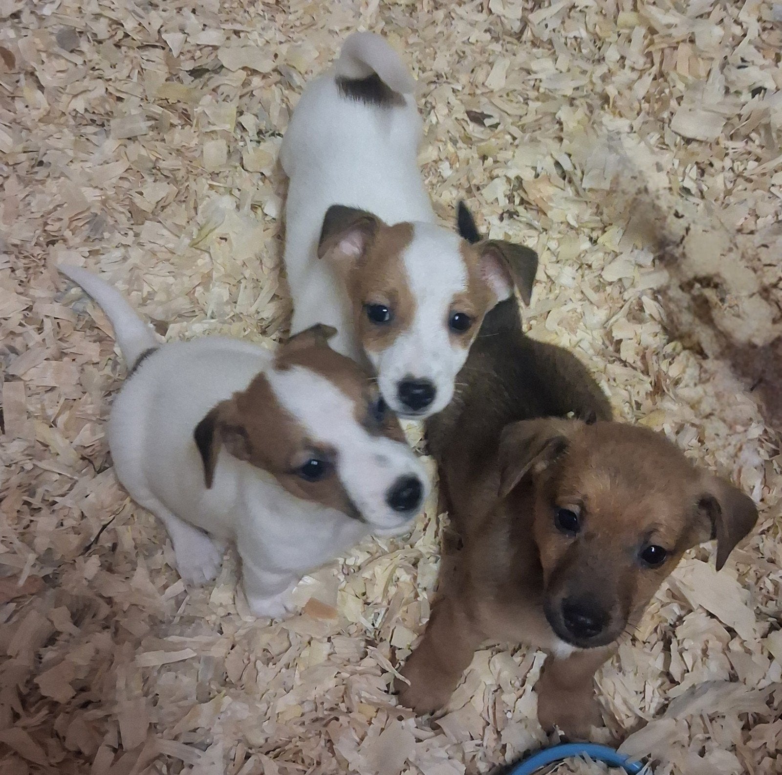 Jack russel pups te koop, Jack Russell Terriër, 8 tot 15 weken, Meerdere, Meerdere dieren