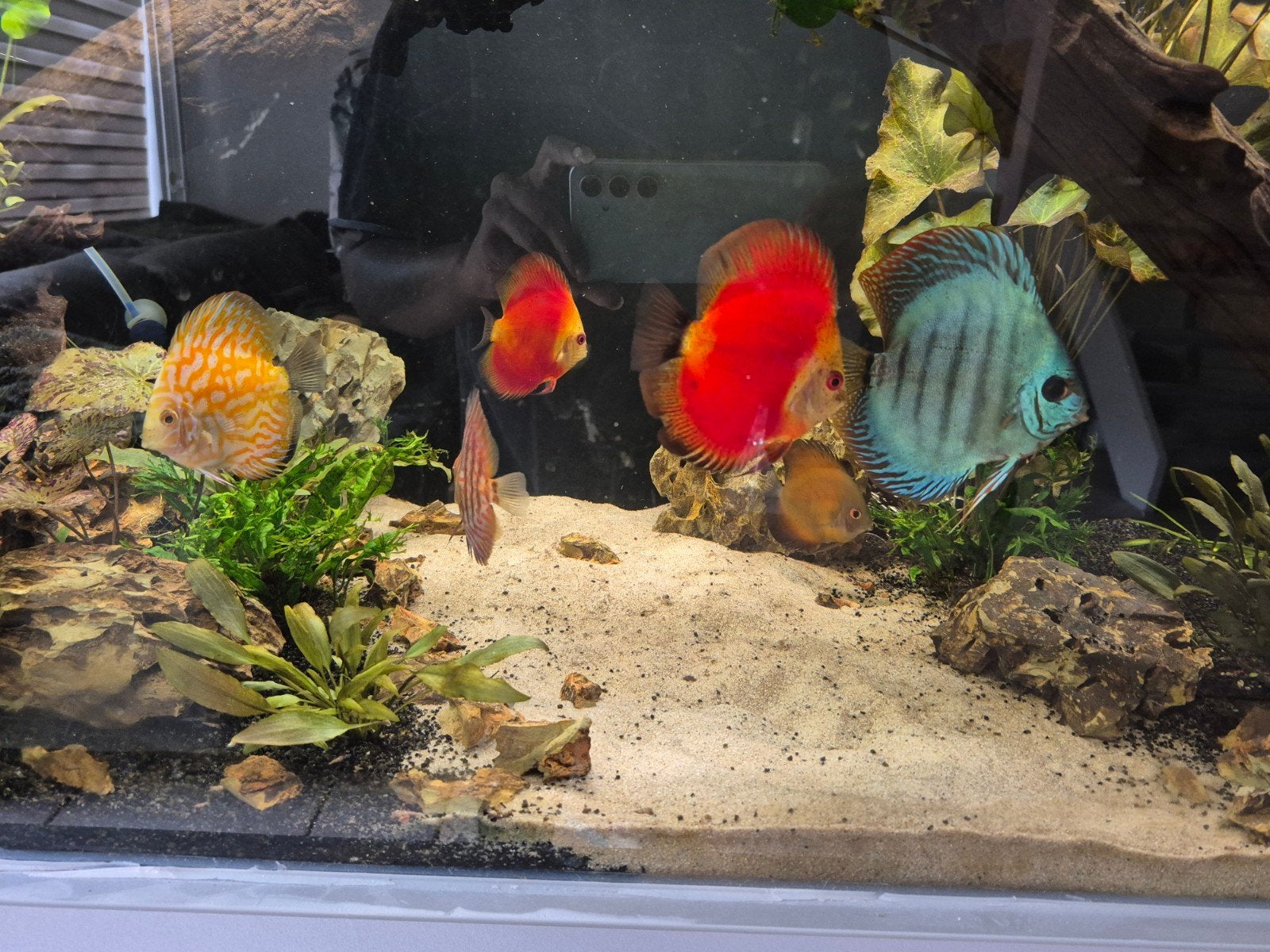 Verschillende Discus vissen te koop, Vis, Zoetwatervis