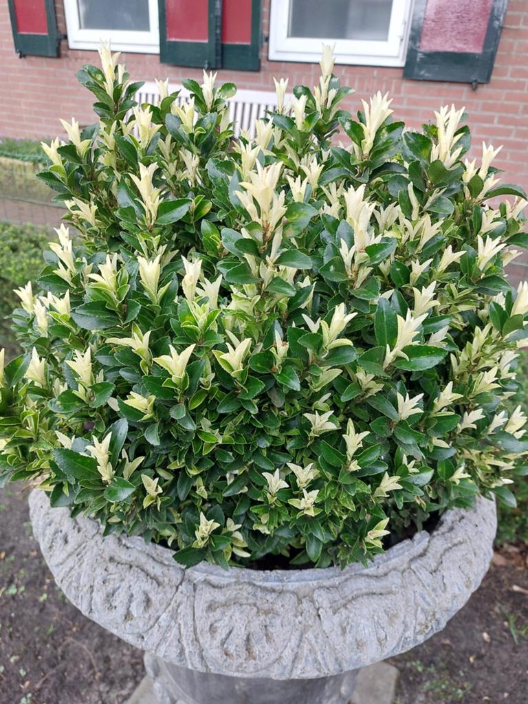 Euonymus Paloma blanca, Tuin en Terras, Ophalen, Overige soorten, Minder dan 100 cm