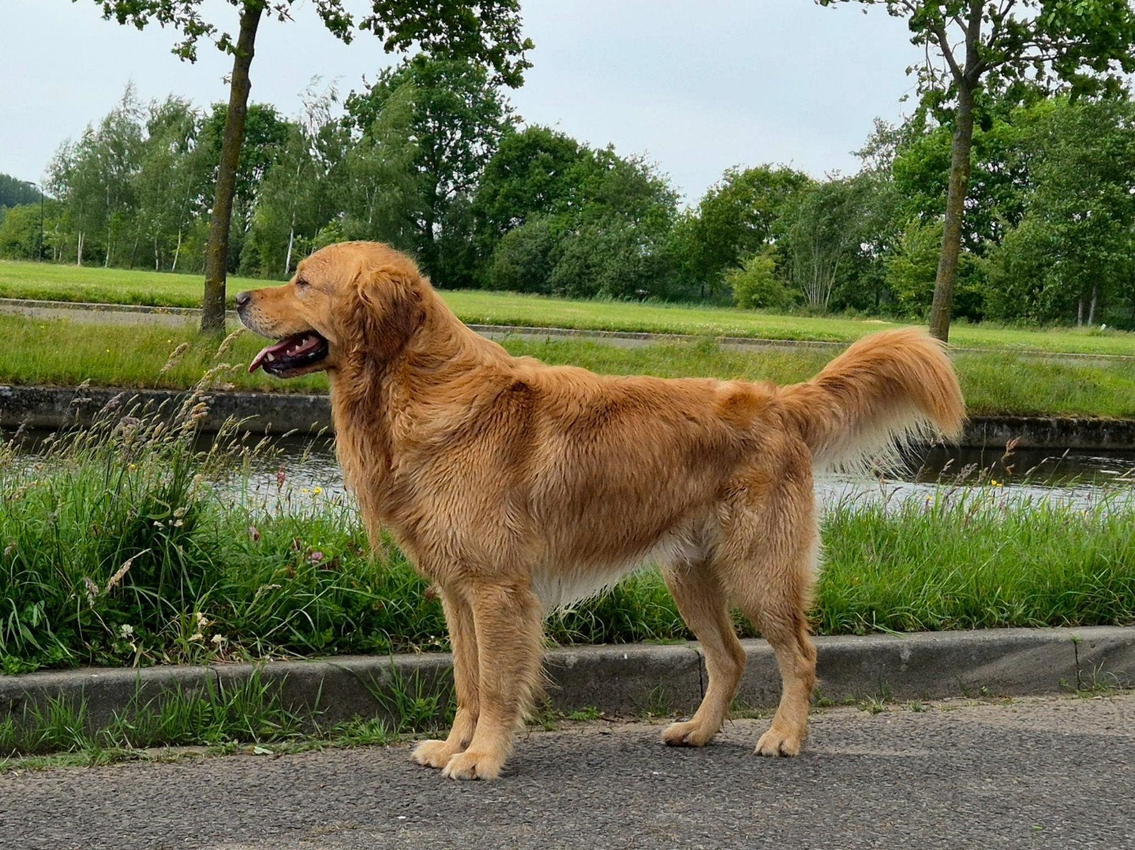 FCI Stamboom + volledig geteste; Dekreu Golden Retriever, Parvo, Reu, 1 tot 2 jaar, Eén hond
