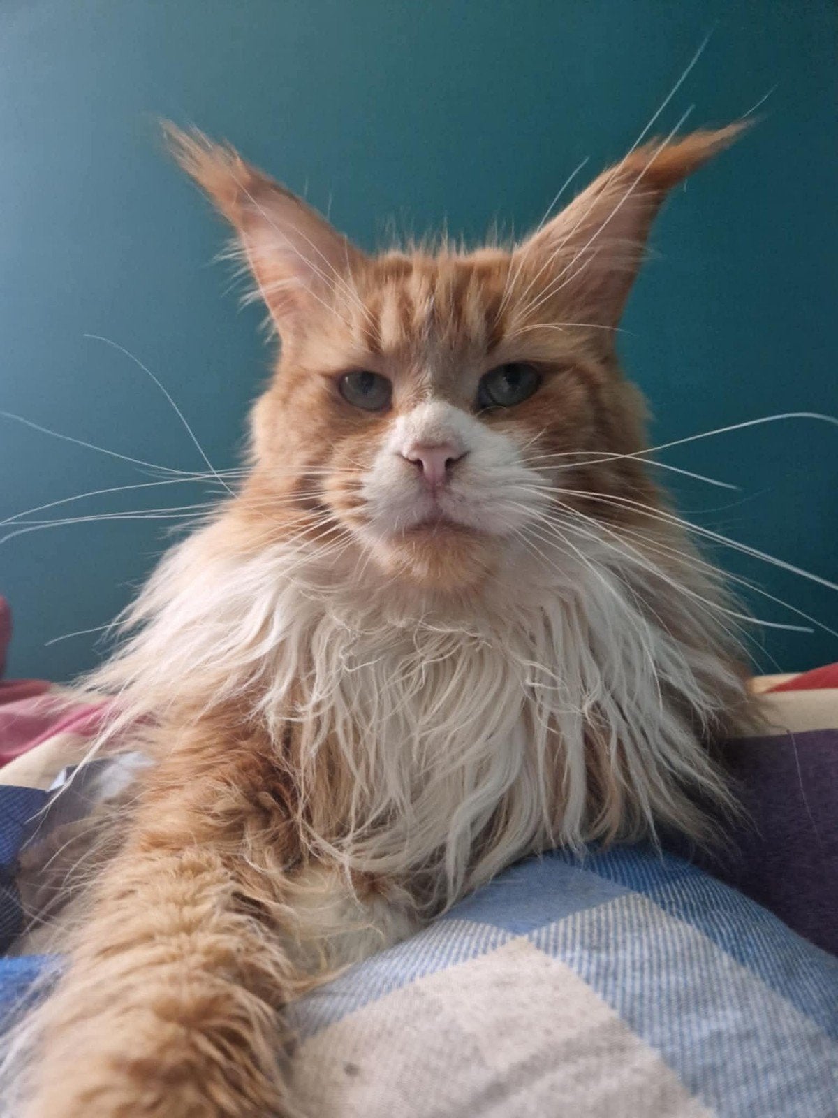 maine coon poes met stamboom, kampioen op show, Poes, Met stamboom, 3 tot 5 jaar
