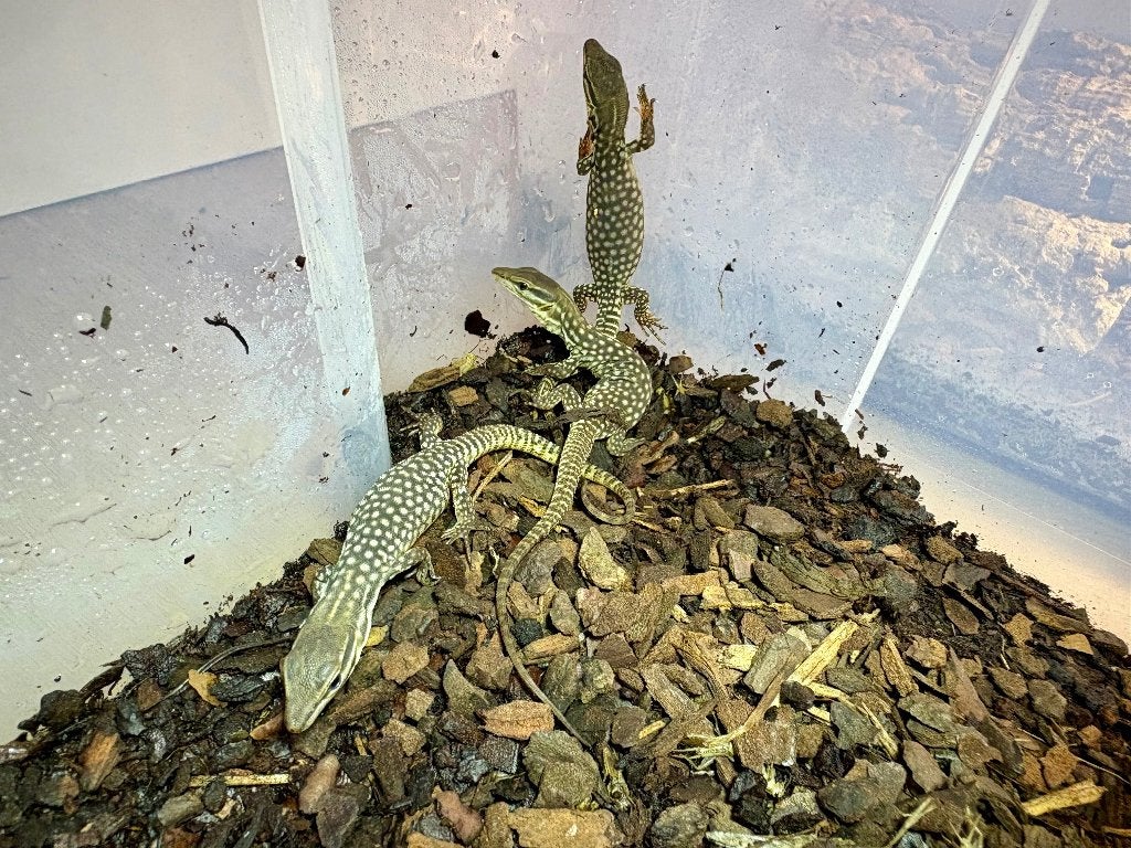 varanus acanthurus NK 26, Dieren en Toebehoren, Hagedis, 0 tot 2 jaar