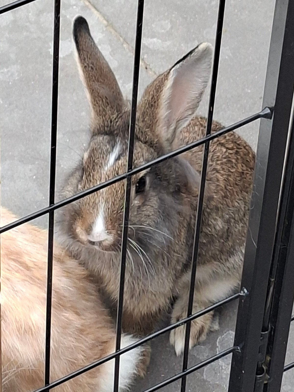 koppeltje konijntjes 12 weken, Dieren en Toebehoren, Konijnen, Meerdere dieren, Dwerg, 0 tot 2 jaar