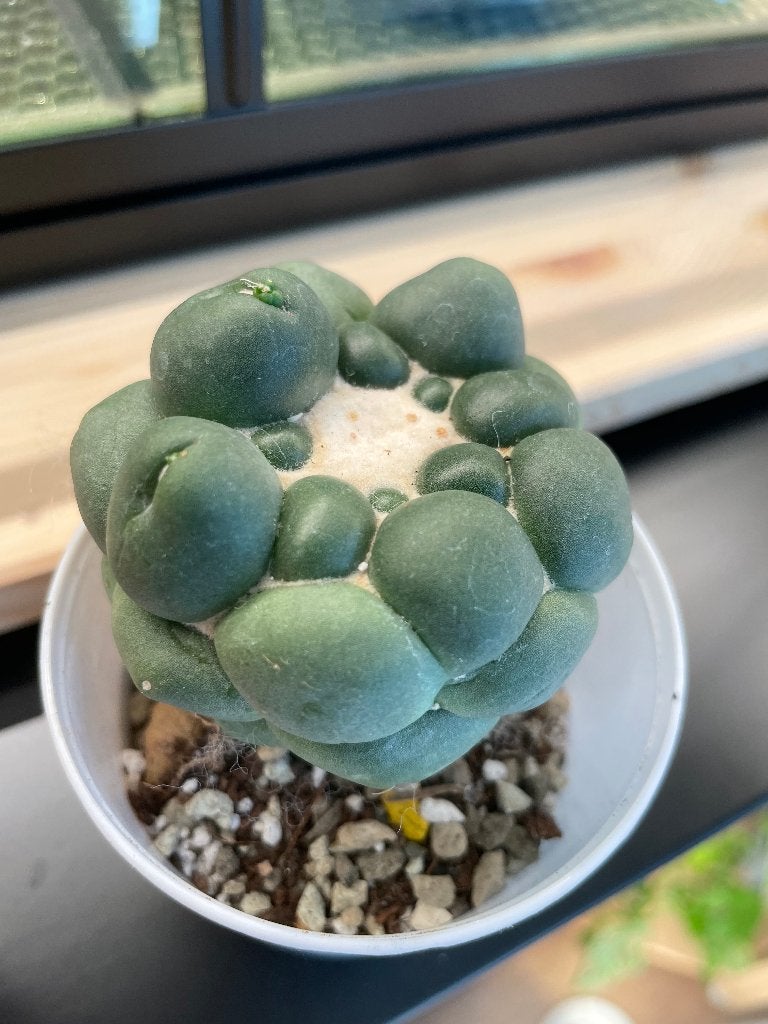 Coryphantha elephantidens cv. 'Tanshi-Zouugemaru inermis', Huis en Inrichting, Ophalen of Verzenden, Minder dan 100 cm, Volle zon