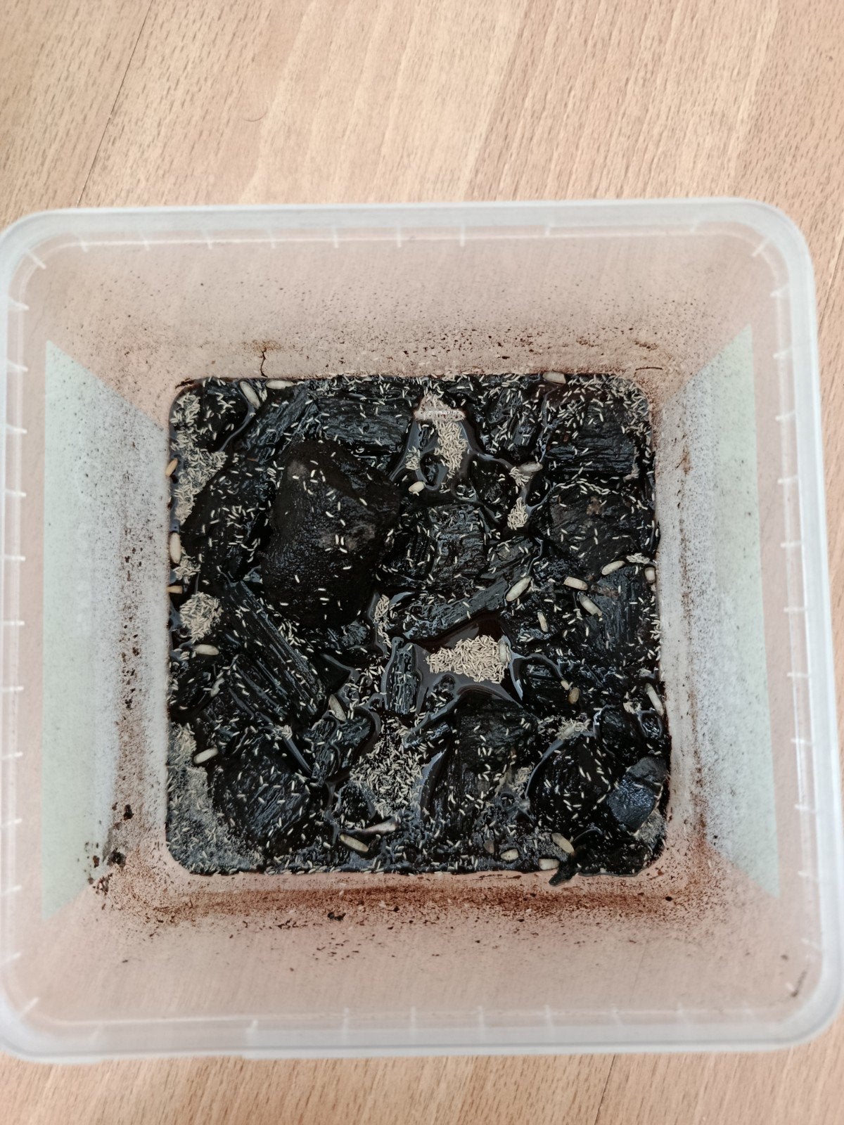 Springstraatjes (springtails), Dieren en Toebehoren, Insecten en Spinnen, Overige soorten
