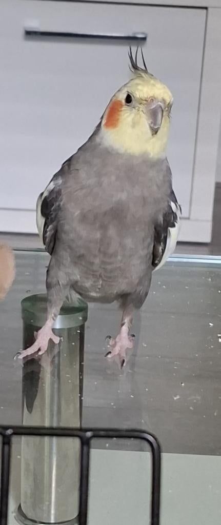 Valkparkiet Vermist er staat [beloning voor de vinder klaar], Mannelijk, Parkiet, Tam