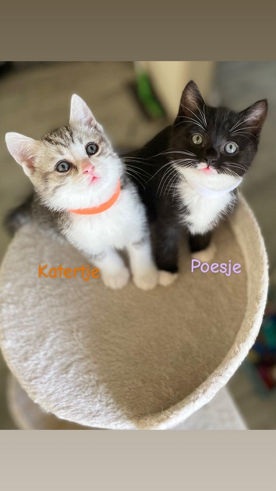 Kittens halve britskorthaar