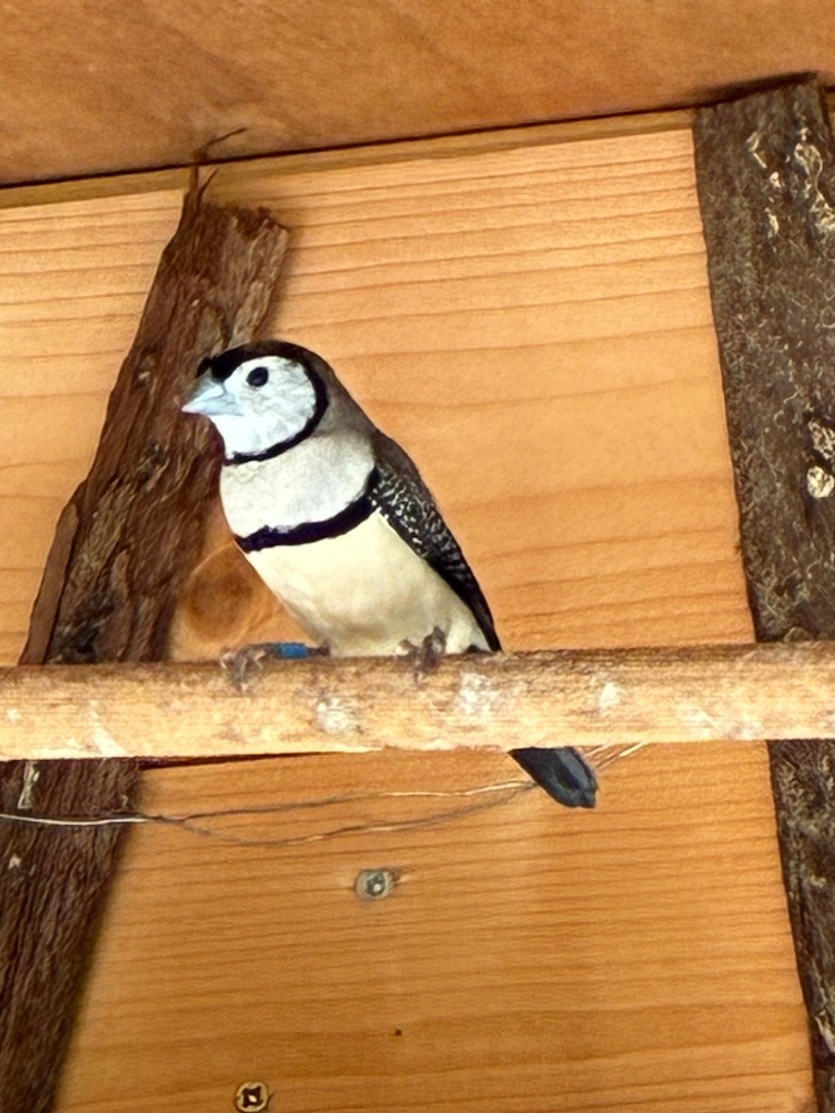 Koppel bichenow astrilde, Meerdere dieren, Tropenvogel, Geringd