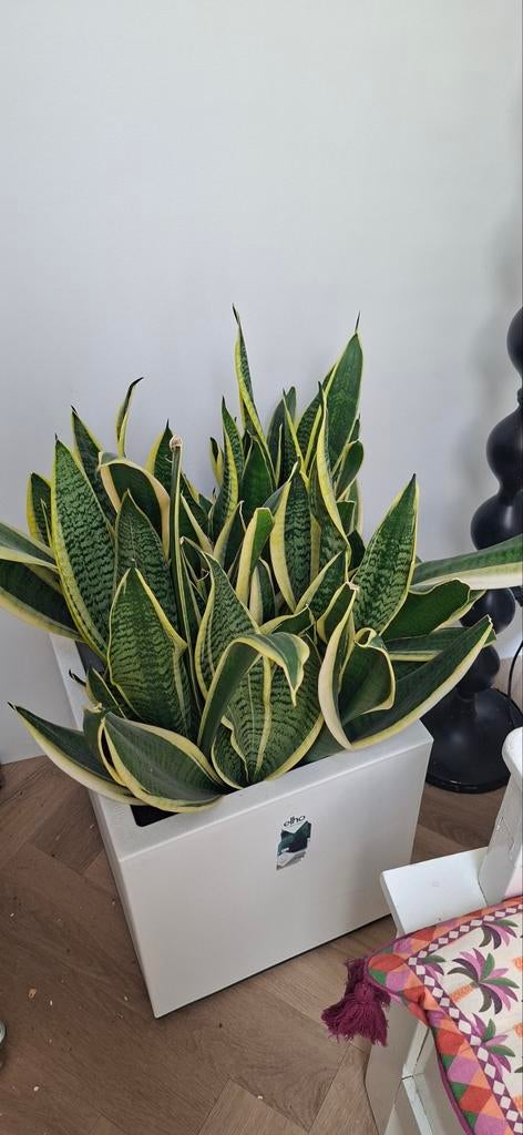 Kamerplant Sansevieria (Vrouwentong), Ophalen, Overige soorten, Halfschaduw, Minder dan 100 cm