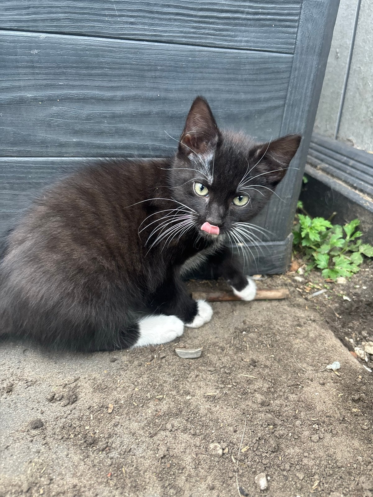 1 lieve kater zoekt een huisje, Dieren en Toebehoren, Katten en Kittens | Overige Katten, Meerdere dieren, Kortharig, 0 tot 2 jaar