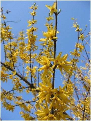Forsytia, Ophalen of Verzenden, Overige soorten, Volle zon