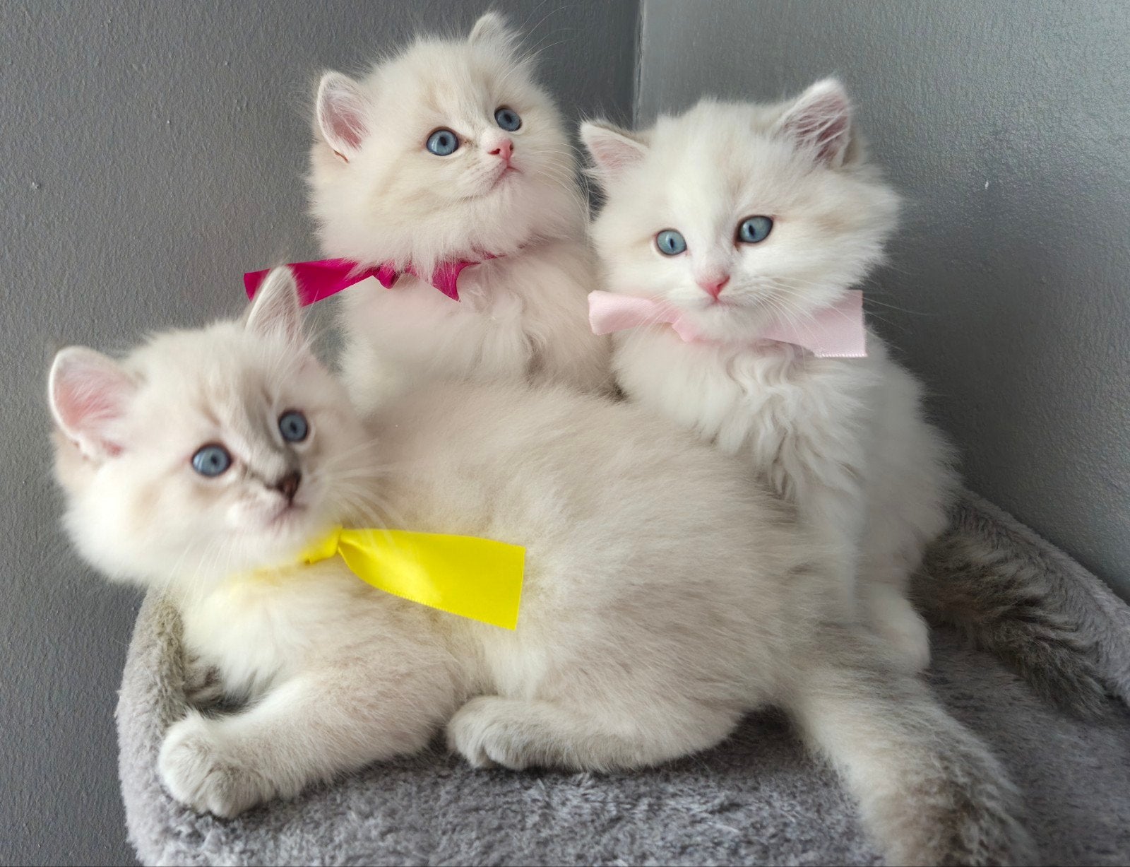 Ragdoll katertje, Meerdere dieren