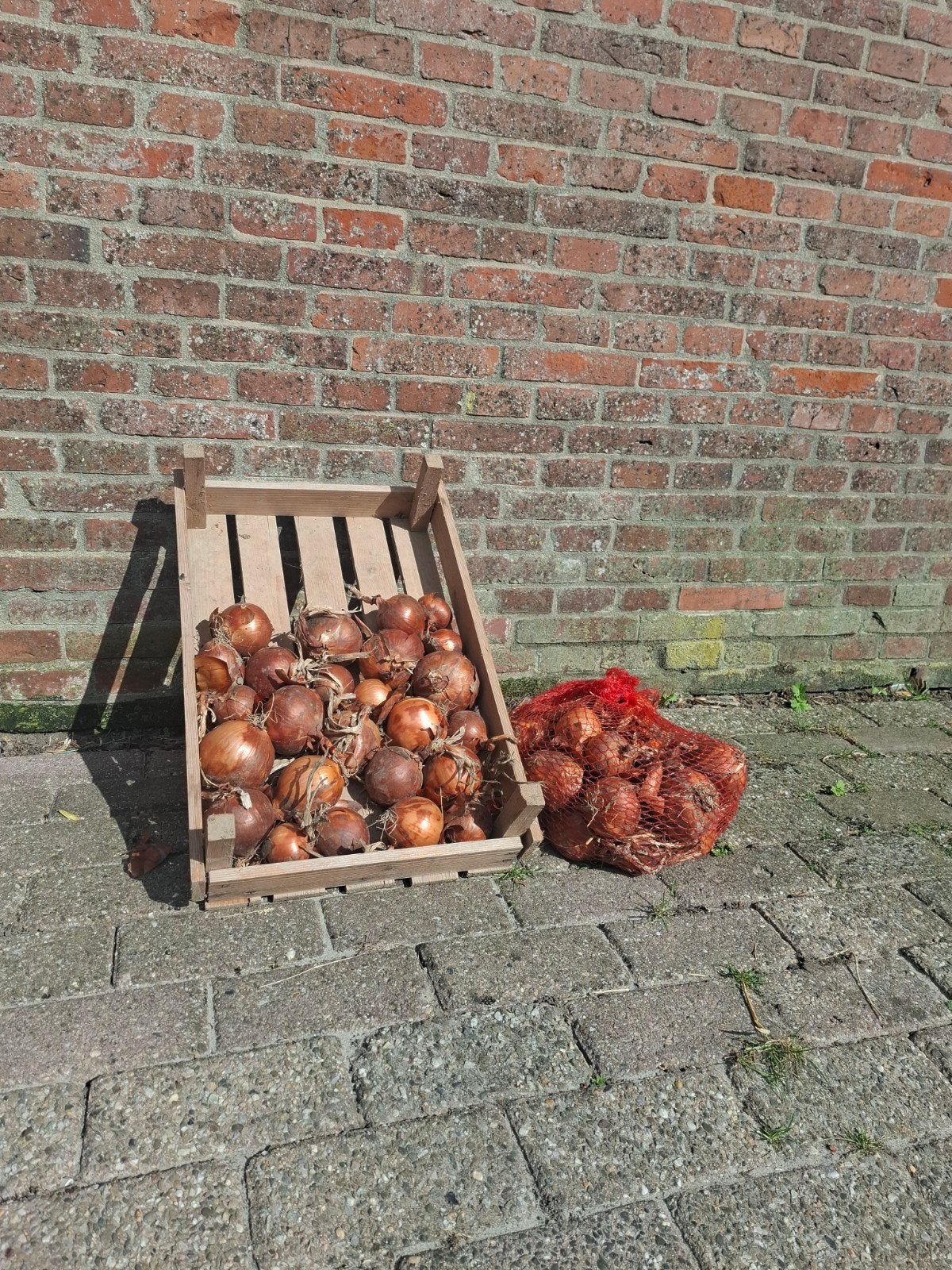 uien, Ophalen
