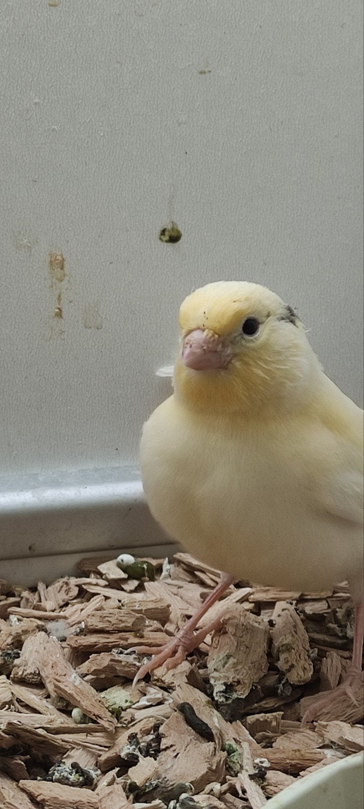 Te koop kanarie, Dieren en Toebehoren, Vogels | Kanaries, Geslacht onbekend, Kleurkanarie