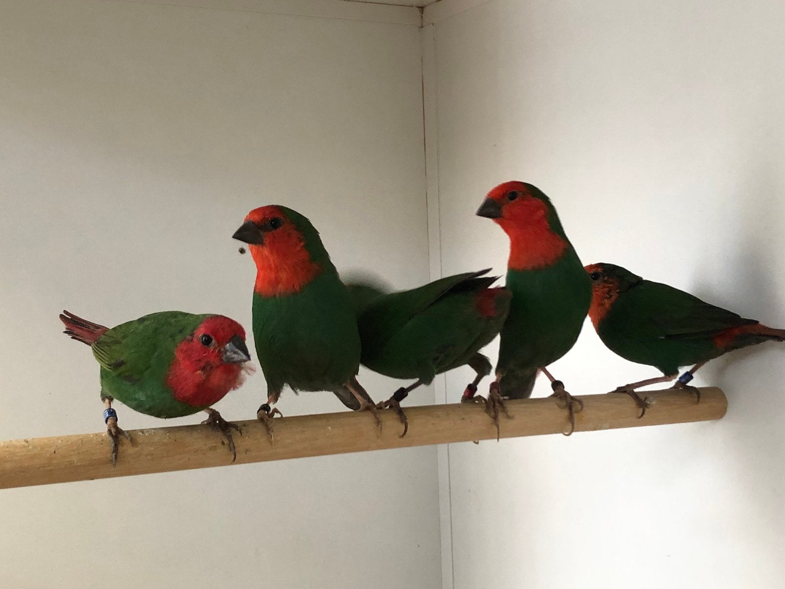 Roodkoppapegaaiamadines, Meerdere dieren