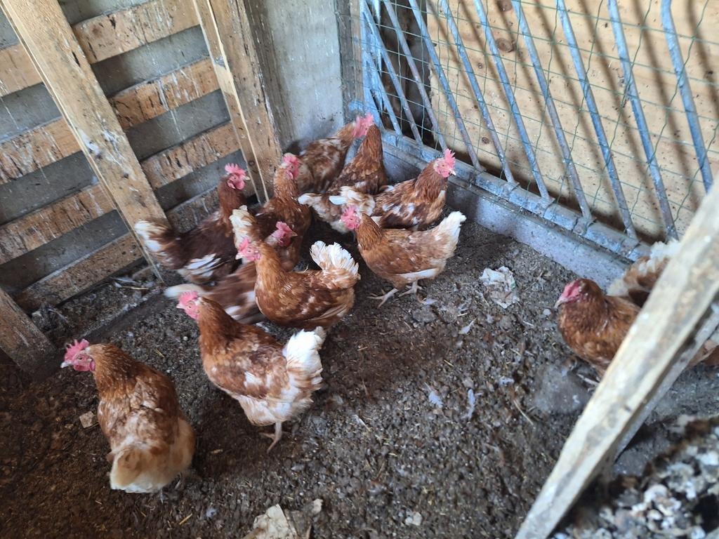 Kippen legkippen, Dieren en Toebehoren, Vrouwelijk, Kip