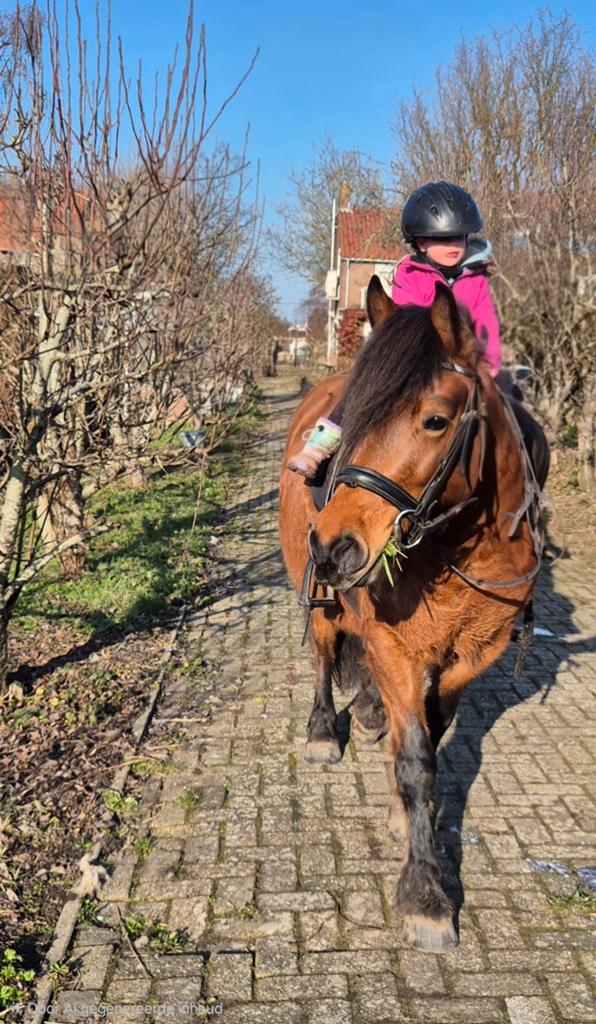 Super eerlijke pony 6 jaar, Dieren en Toebehoren, Pony's, Zadelmak, 3 tot 6 jaar, Recreatiepony, D pony (1.37m tot 1.48m)