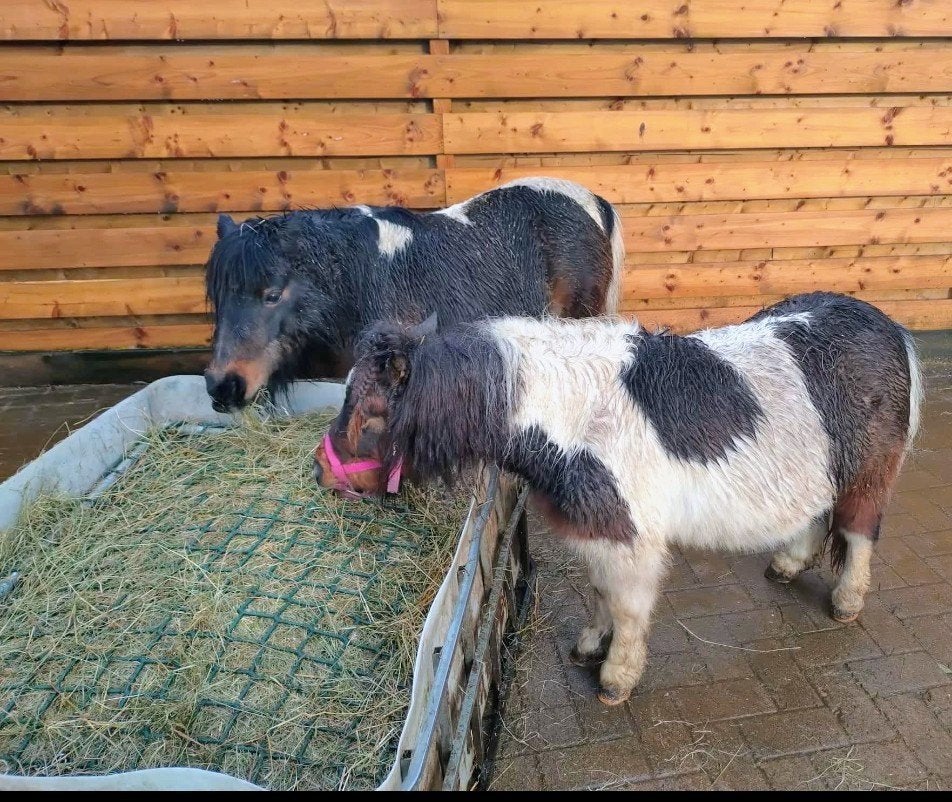 Hooibak met slowfeeder rek, Ophalen, Gebruikt