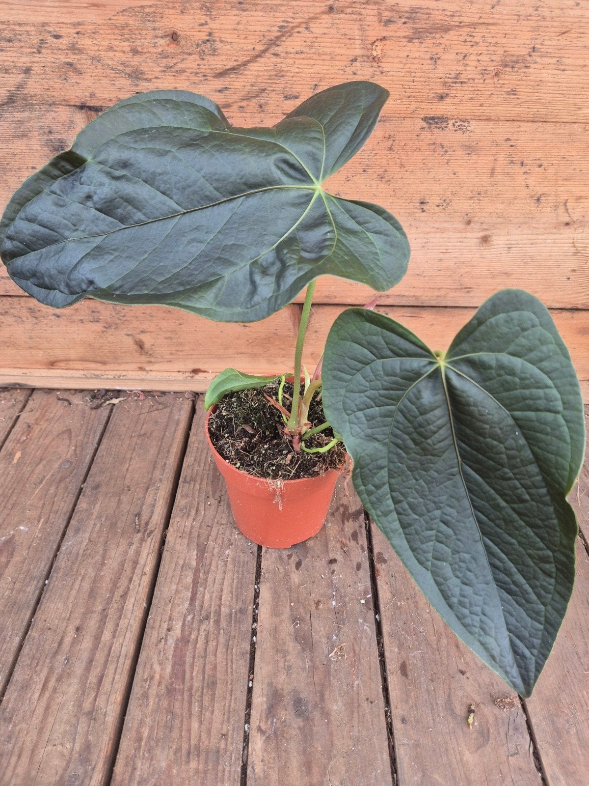Anthurium Queen of Hearts p12 (5)