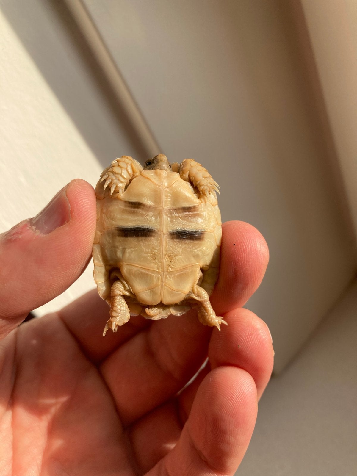Testudo kleinmanni Egyptische landschildpad Tortoise photo 3