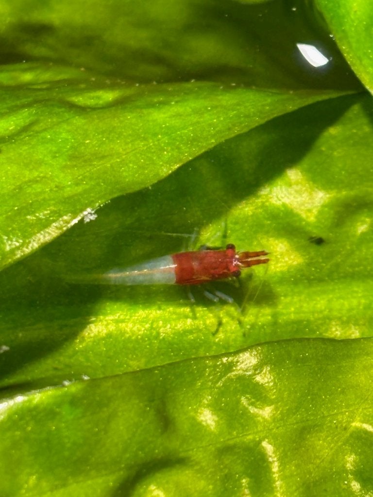 "Roodkapje" garnalen (neocaridina), Dieren en Toebehoren, Vissen | Aquariumvissen, Kreeft, Krab of Garnaal, Zoetwatervis