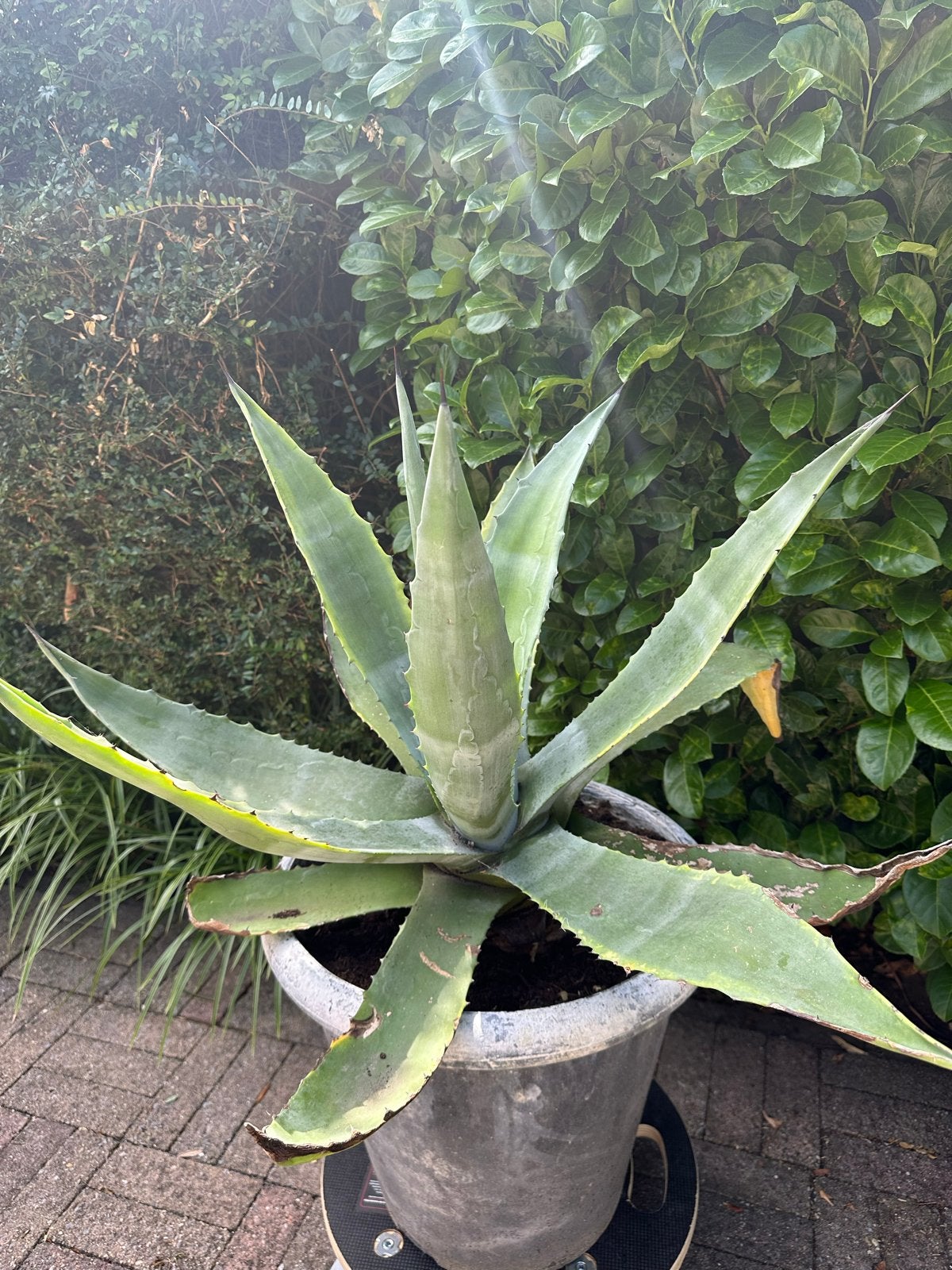 Grote Agave plant - Zonder pot, Tuin en Terras, Volle zon, Vaste plant, Bloeit niet, Ophalen