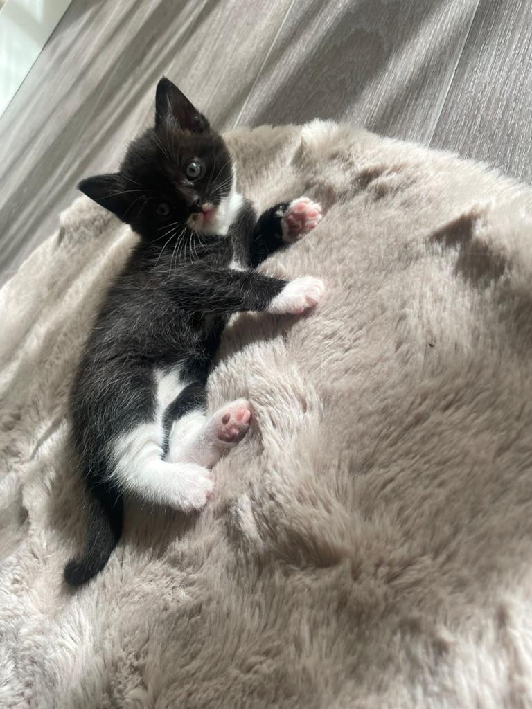 Kittens Britse/europese korthaar, Dieren en Toebehoren, Katten en Kittens | Raskatten | Korthaar, Meerdere dieren, Ontwormd, 0 tot 2 jaar