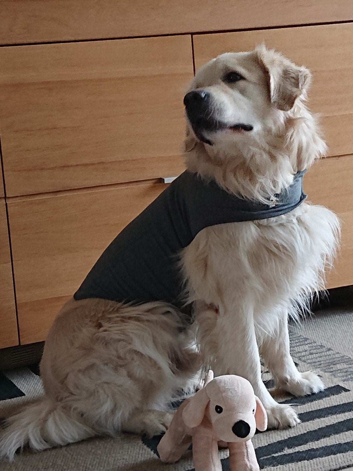thundershirt maat L, Dieren en Toebehoren, Overige merken, Ophalen of Verzenden, Zo goed als nieuw, Overige typen