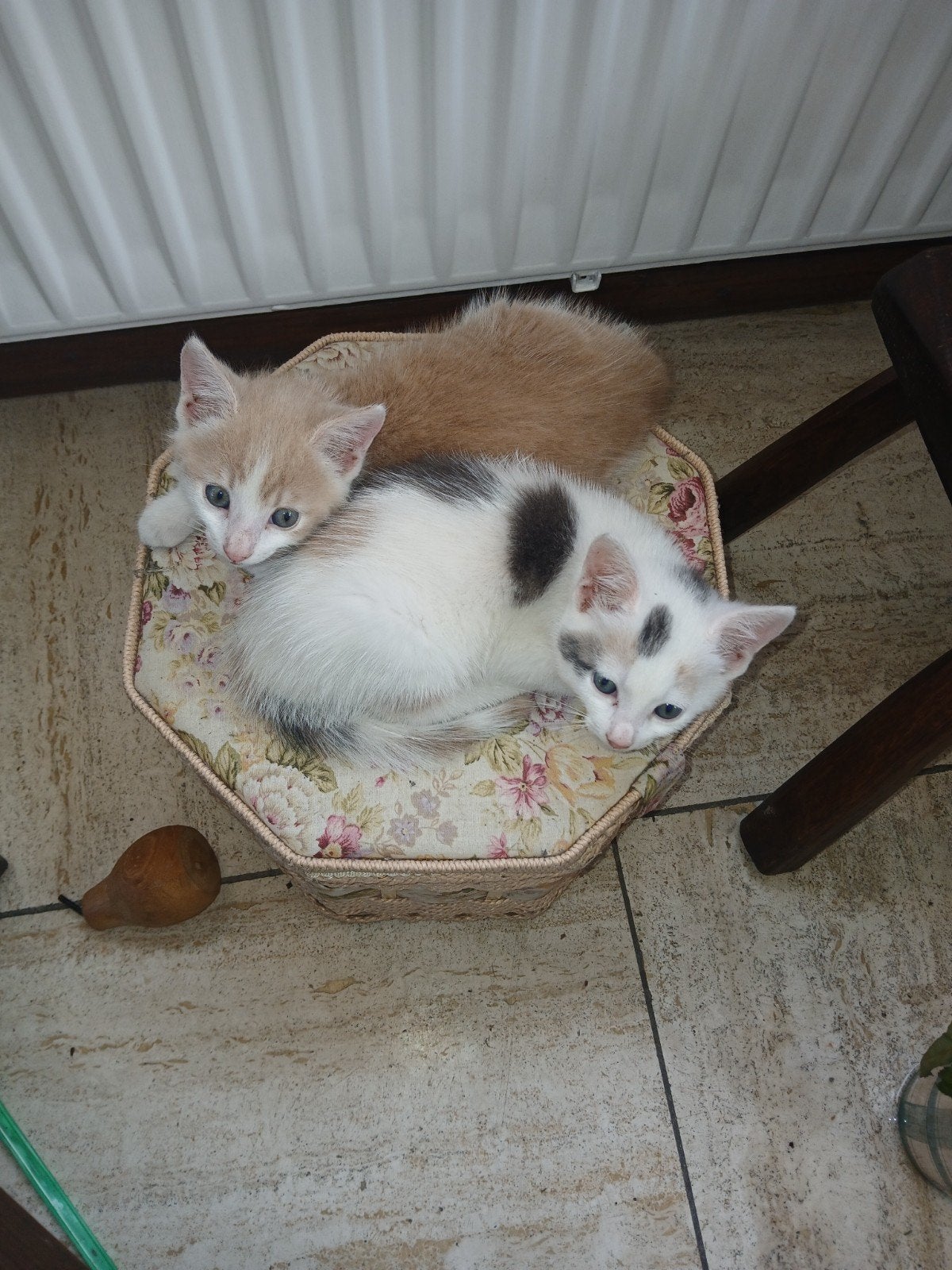lieve kittens, Dieren en Toebehoren, Meerdere dieren, 0 tot 2 jaar