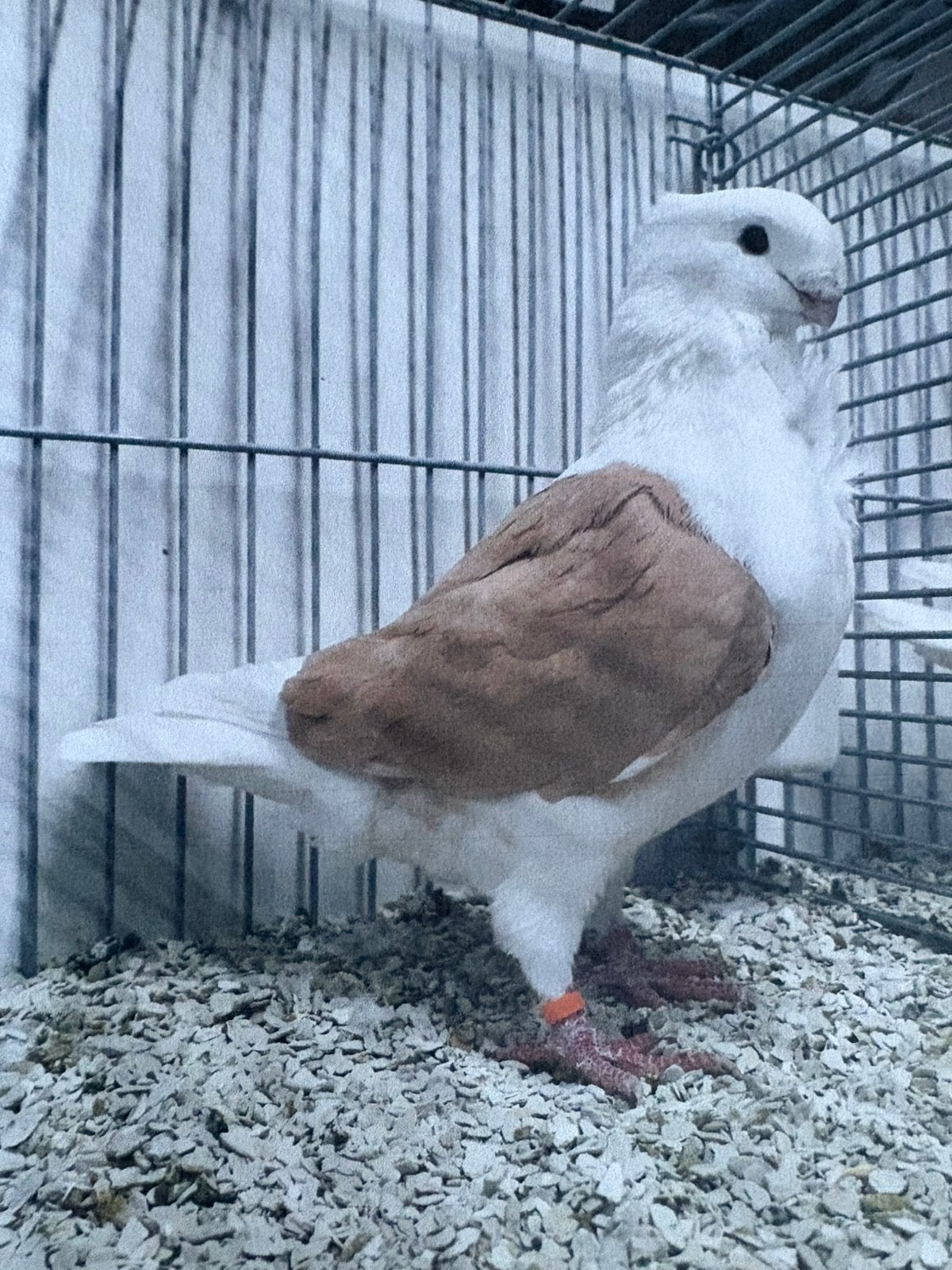 Oud Hollandse Meeuwen geelschild Sierduiven, Dieren en Toebehoren, Mannelijk