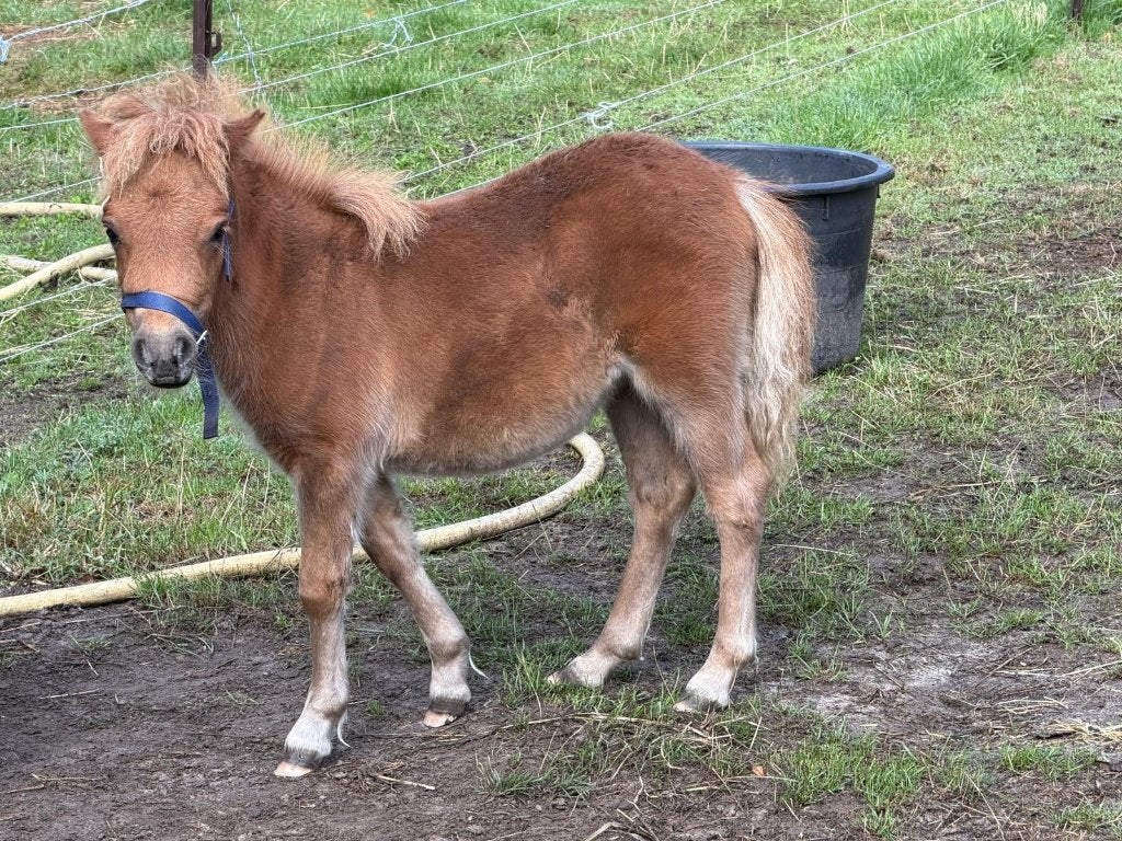 Mooi  bruin stamboom minishetlander veulen, Dieren en Toebehoren, Pony's, Merrie, Springpony, 0 tot 2 jaar, A pony (tot 1.17m)