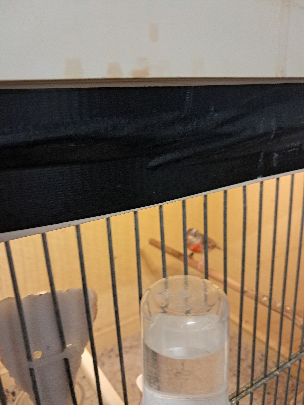 kapoetsensijzen, Meerdere dieren, Geringd
