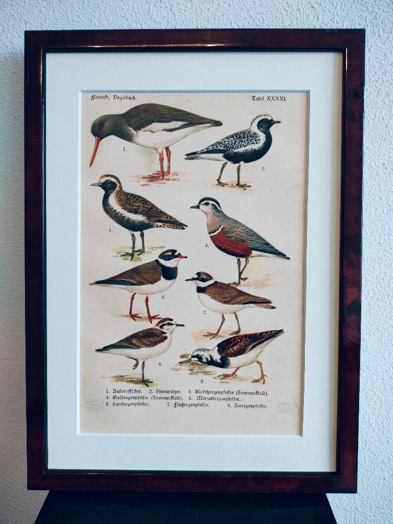 Litho Floericke Scholekster Plevier Steenloper 1922, Antiek en Kunst, Ophalen of Verzenden