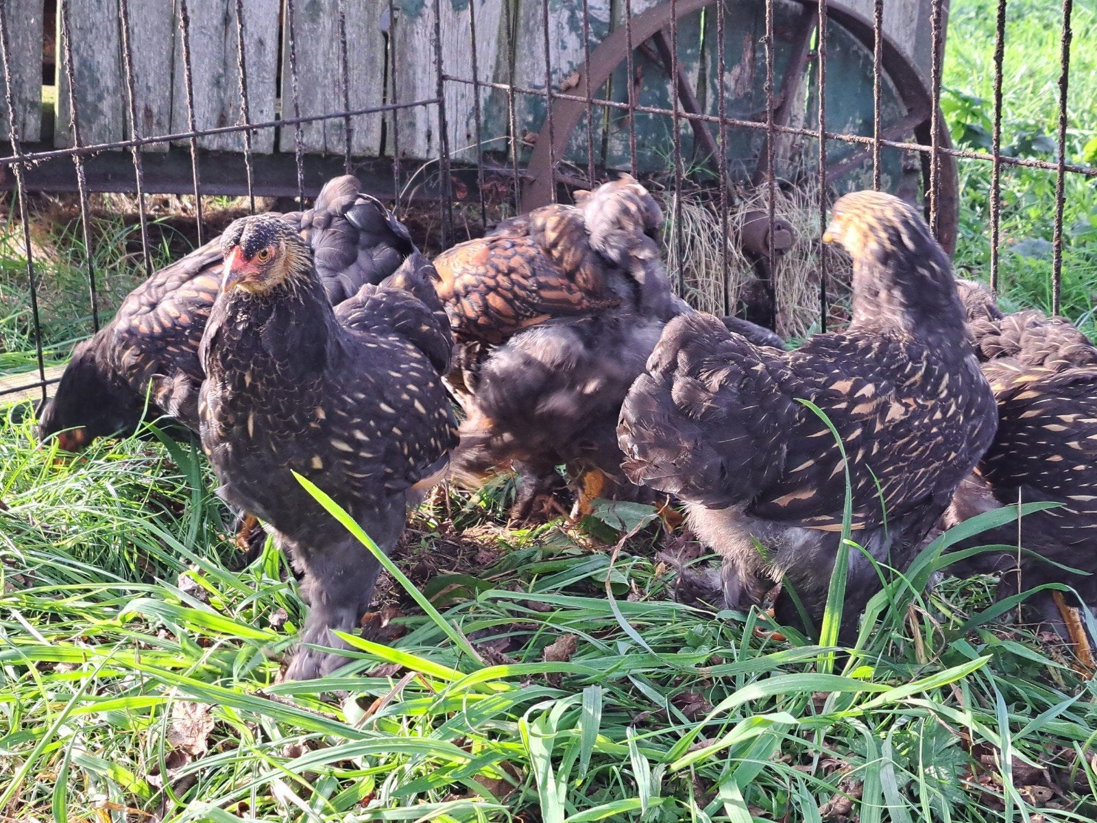 Jonge Brahma kriel goud zwart gezoomd, Dieren en Toebehoren, Vrouwelijk, Kip