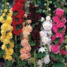 Alcea rosea (Stokroos), Tuin en Terras, Planten | Tuinplanten, Overige soorten, Volle zon, Vaste plant, Ophalen of Verzenden