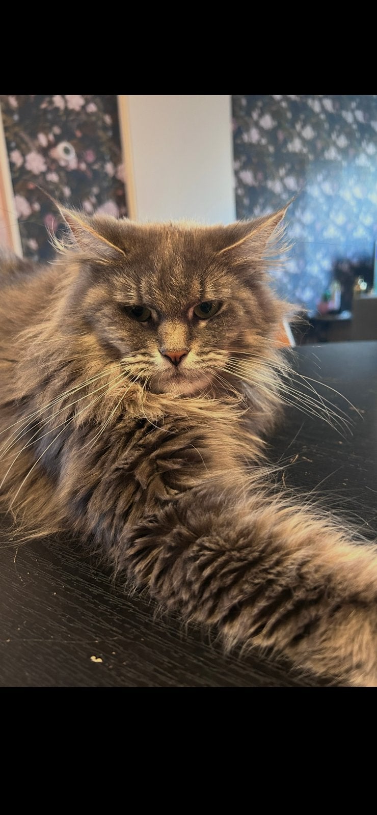Maincoon, Dieren en Toebehoren, Poes