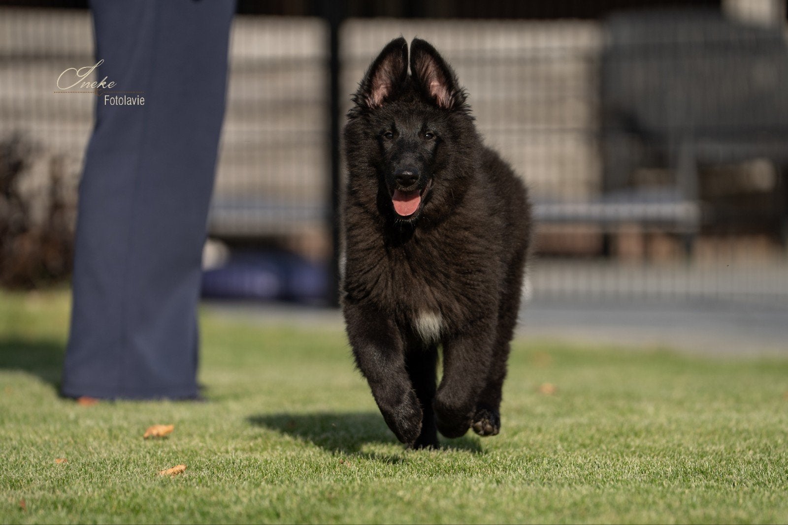 Groenendaeler pups, 8 tot 15 weken, Meerdere, Nederland, Fokker | Hobbymatig