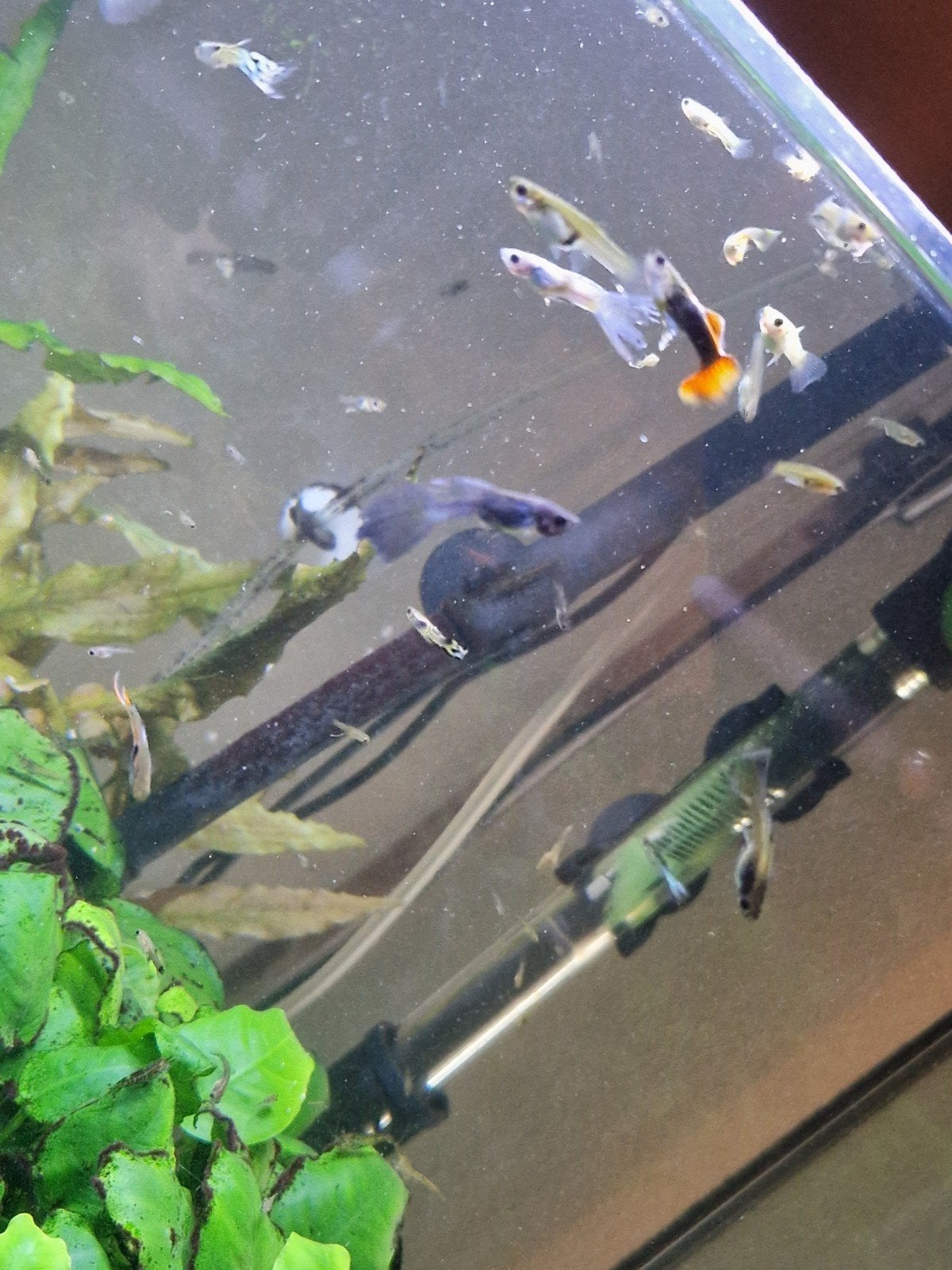 Kruising bleu moscow baby guppen, Dieren en Toebehoren, Vis, Zoetwatervis