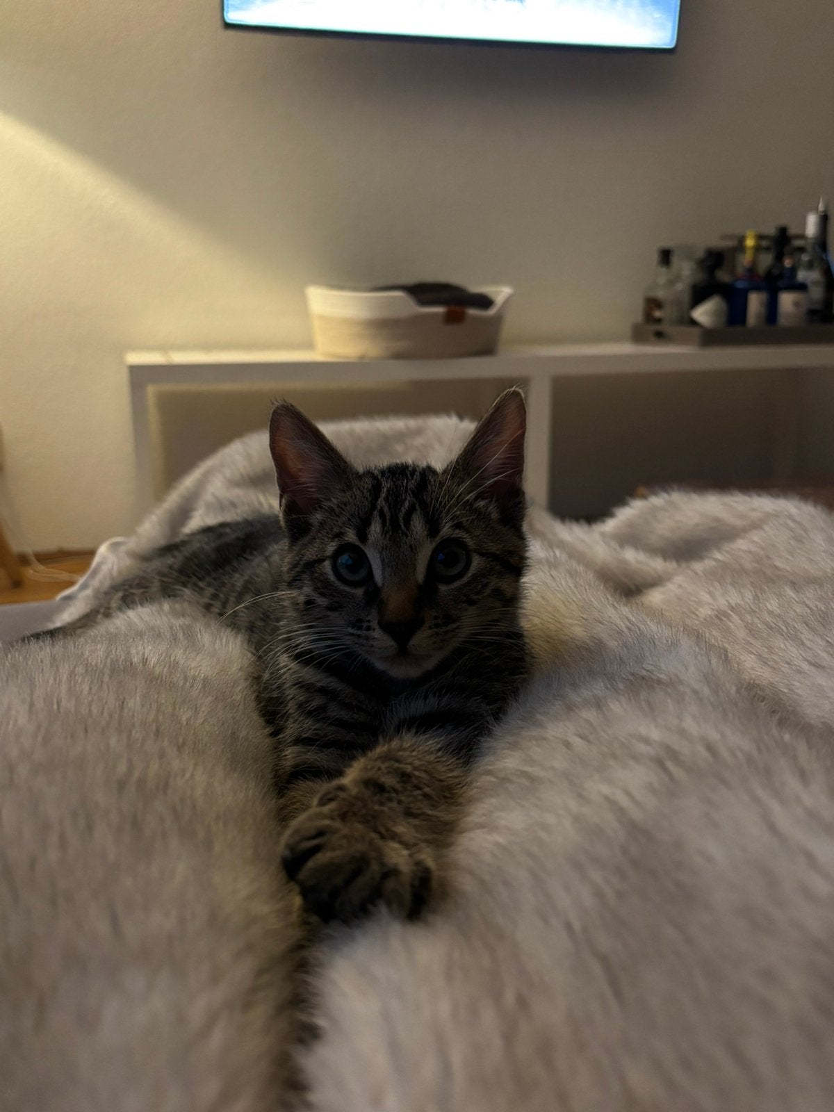 Lief Bengaal katertje van 3 maanden oud, Kater, Kortharig, 0 tot 2 jaar
