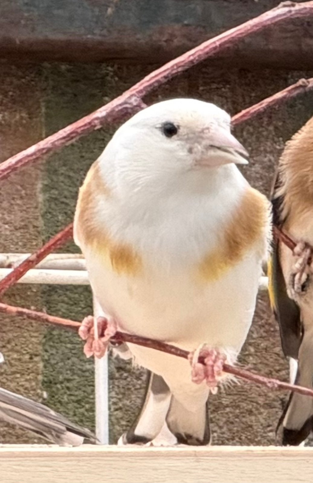 Major Putters Poppen 2025, Dieren en Toebehoren, Vogels | Overige Vogels, Vrouwelijk, Wildzangvogel, Geringd