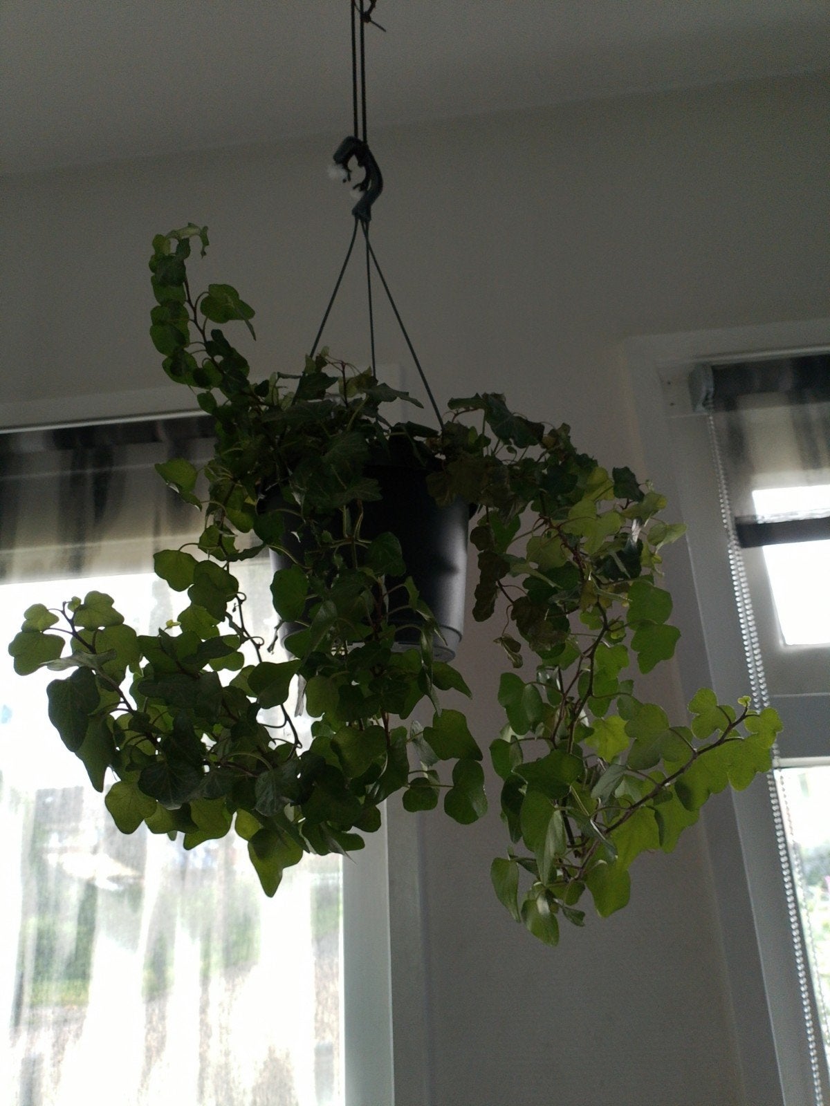 Hedera hangplant te koop, Huis en Inrichting, Kamerplanten, Ophalen, Halfschaduw, Minder dan 100 cm