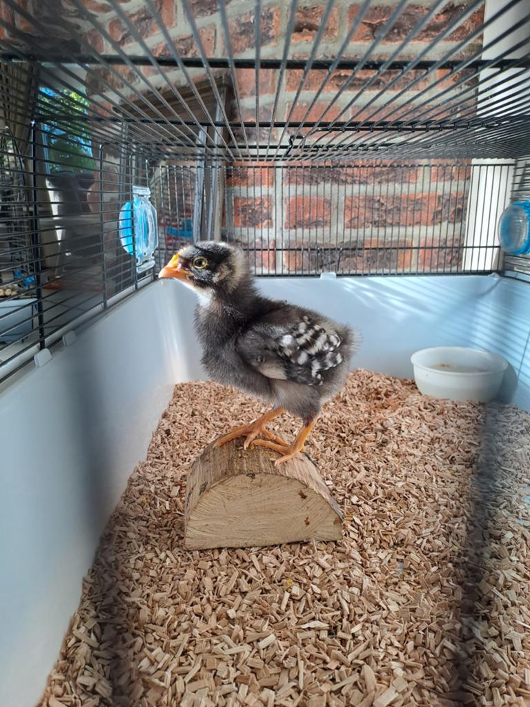 Mooi Amrock kuiken, groot ras., Dieren en Toebehoren, Pluimvee, Geslacht onbekend, Kip