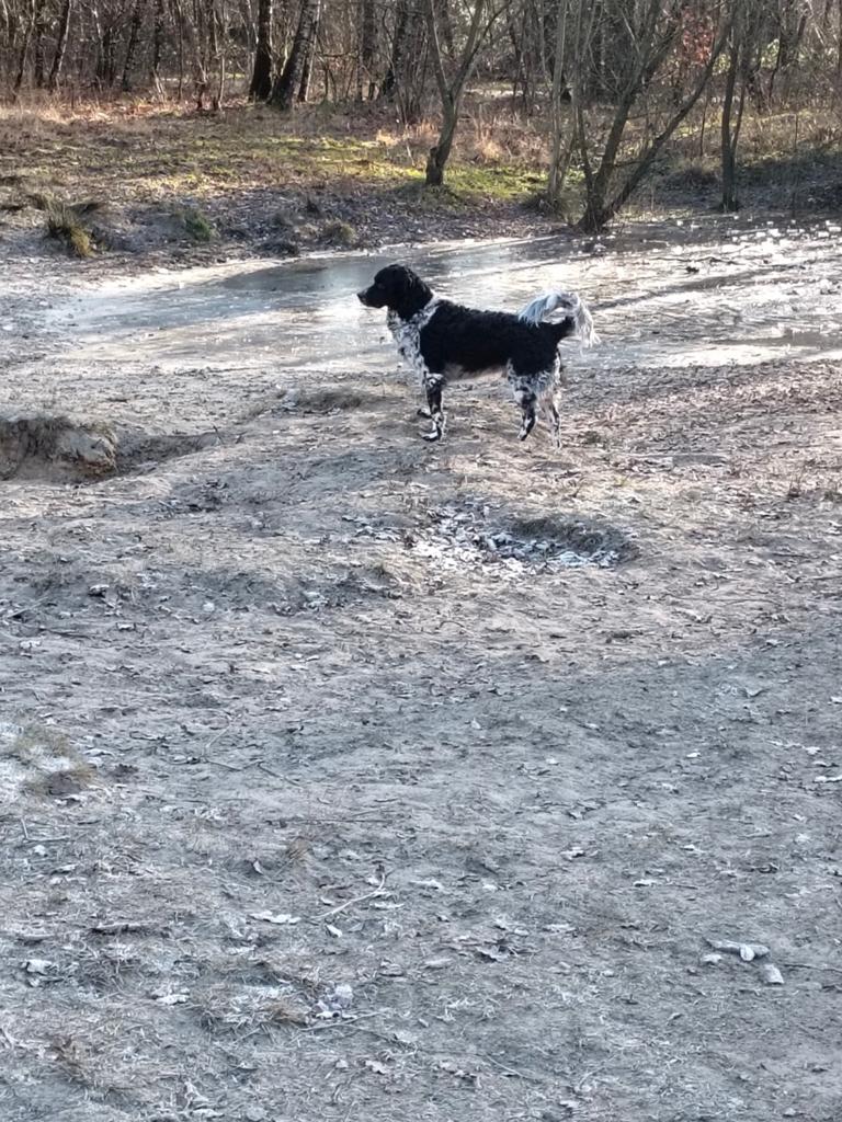 Friese Stabij zoekt een nieuw huisje, 6 jaar of ouder, Parvo, Eén hond, Nederland