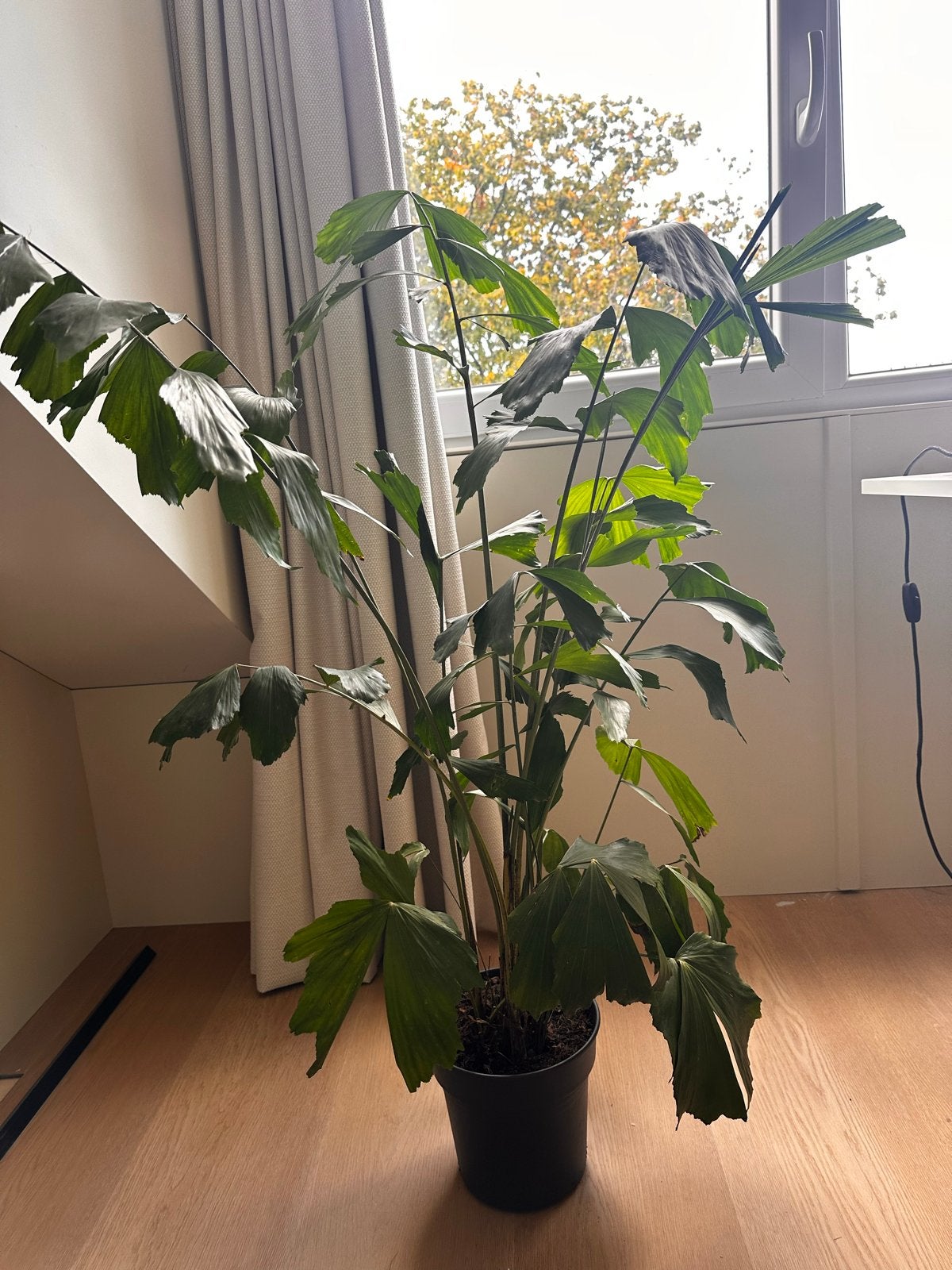 Caryota Mitis - Vissenstaartpalm 120cm, potmaat 21cm, Huis en Inrichting, Ophalen, 100 tot 150 cm, Halfschaduw, In pot